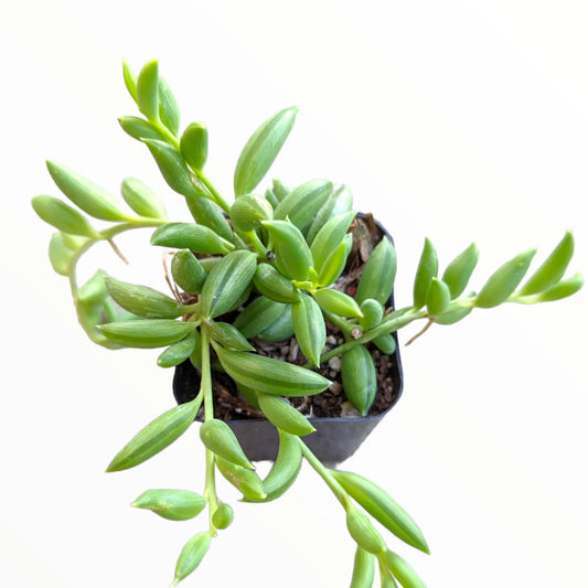 Senecio radicans 'String of Bananas' 4in