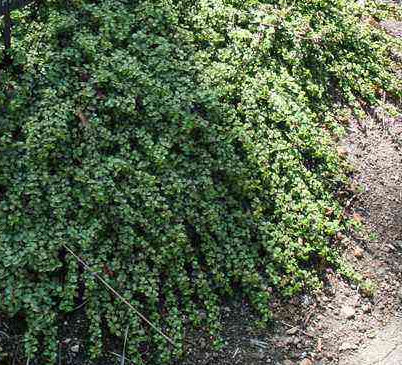Portulacaria afra 'Prostrata' 6in