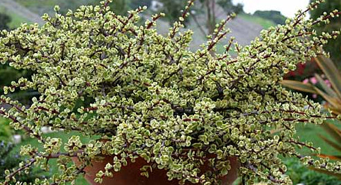 Portulacaria afra 'Variegata' 6in