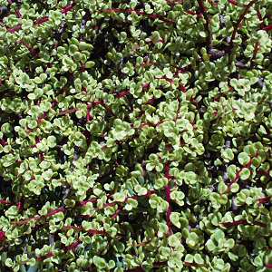 Portulacaria afra 'Variegata' 4in
