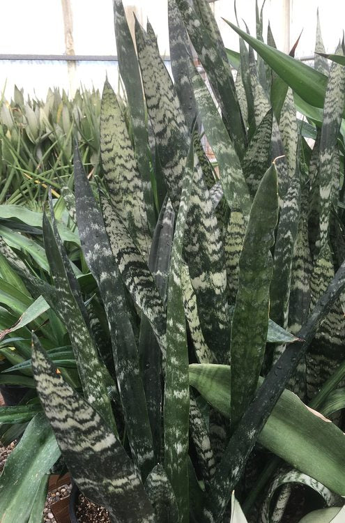 Sansevieria 'Black Coral' 3g