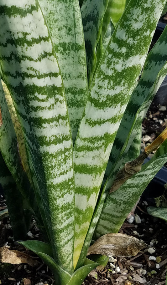 Sansevieria 'Black Coral' 6in