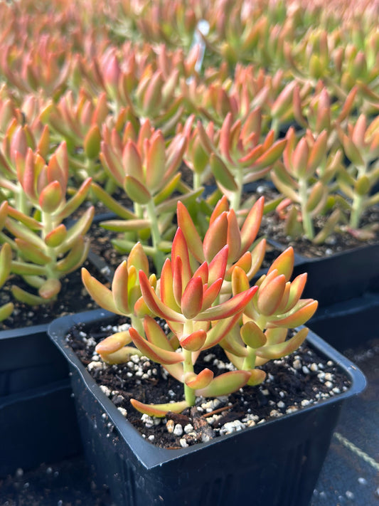 Sedum nussbaumerianum - Coppertone Stonecrop 6in