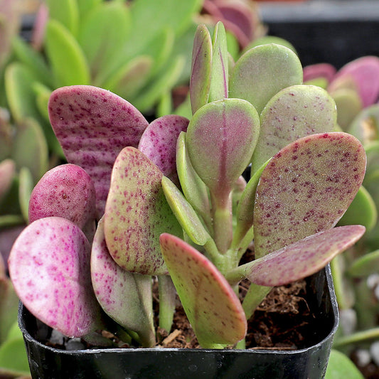 Senecio jacobsenii 4in