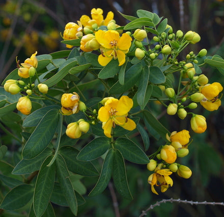 Senna splendida ‘Golden’ 5g