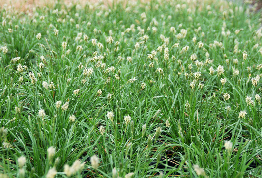 Sesleria 'Greenlee Hybrid' 1g