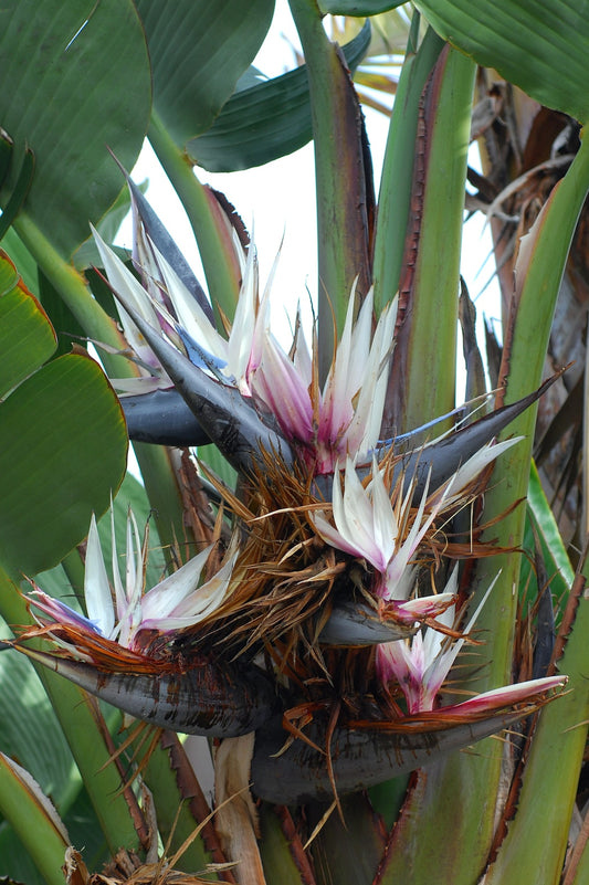 Strelitzia nicolai | 'Giant White Bird of Paradise' 3g