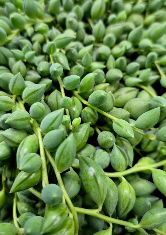 Senecio herreianus 'String of Tears' 6in