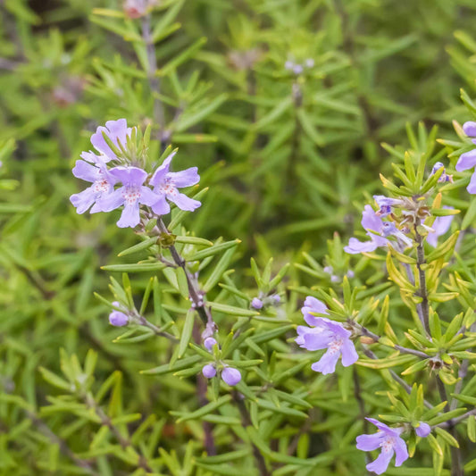 Westringia fruticosa 'Wynyabbie Gem' 3g