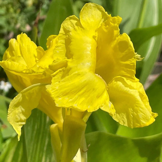 5gal Yellow Canna Lily | Canna indica