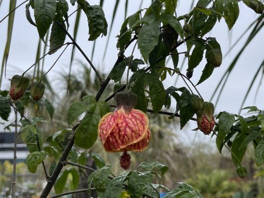 Abutilon 'Red Tiger' 5g