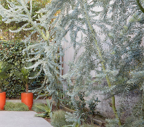 Acacia covenyi 5g
