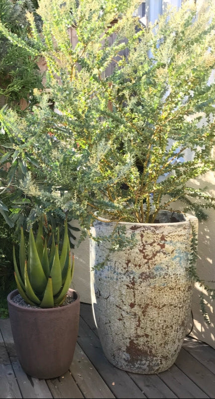 Acacia cultriformis 3g