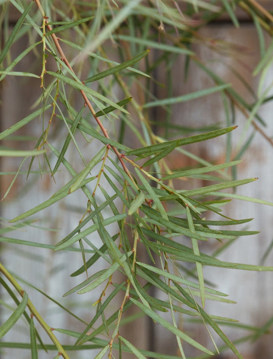 Acacia iteaphylla 5g