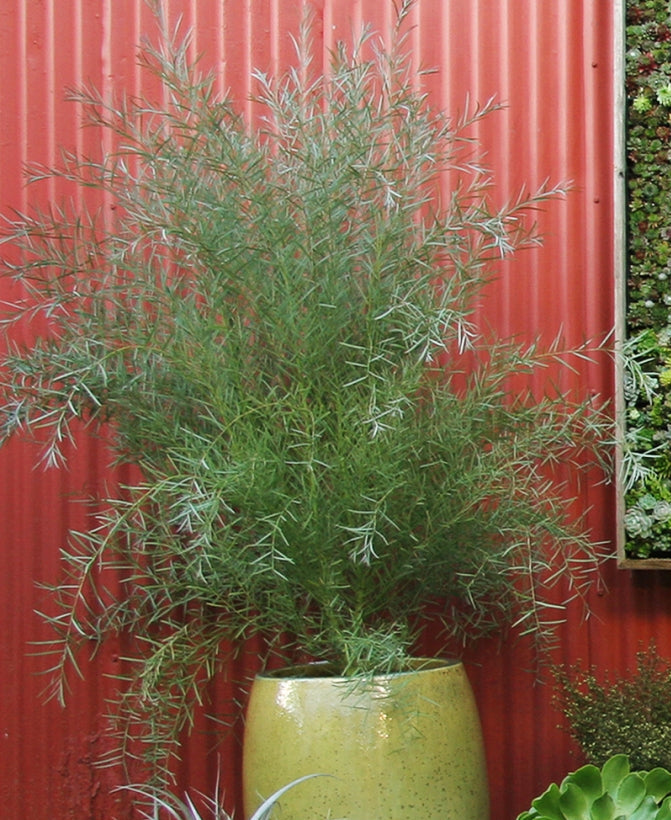 Acacia iteaphylla 5g