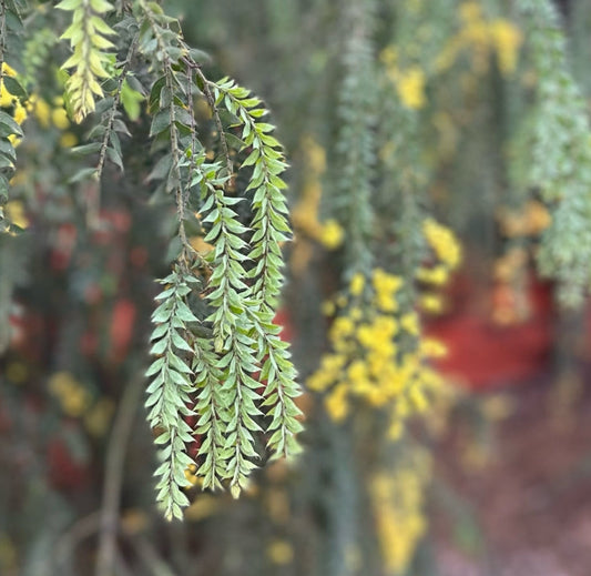 Acacia vestita 5g