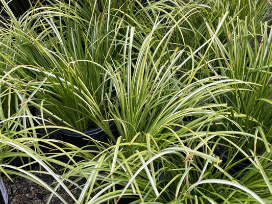 Acorus gramineus 'Ogon' 1g