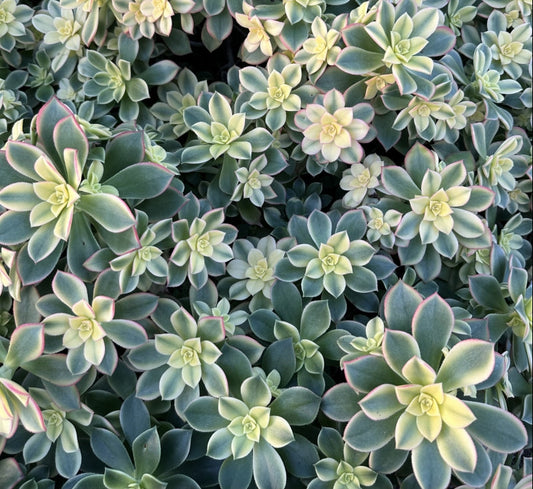 Aeonium haworthii 'Kiwi' 6in