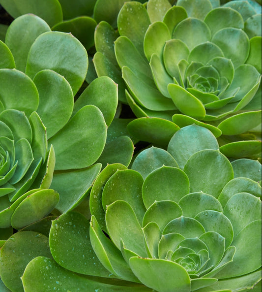 Aeonium 'Mint Saucer' 6in
