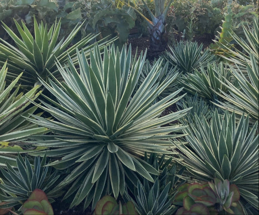 Agave angustifolia 'Marginata' 3g