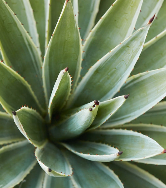 Agave angustifolia 'Marginata' 1g