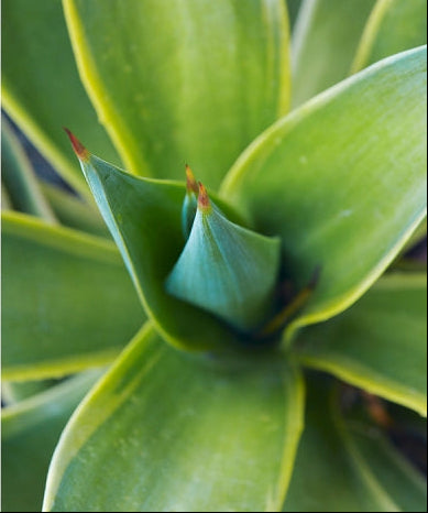 Agave desmettiana 'Variegata' 3g