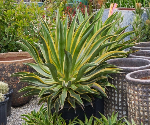 Agave desmettiana 'Variegata' 3g