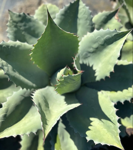 Agave ovatifolia 'Vanzie' 3g