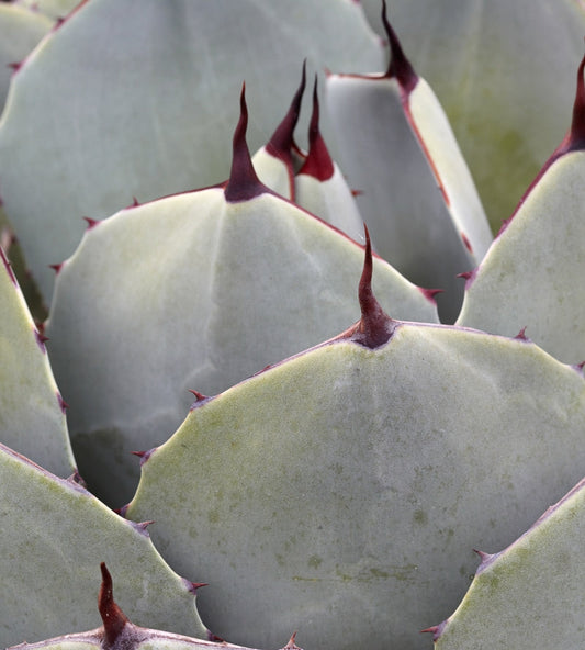 Agave parryi var. truncata 1g