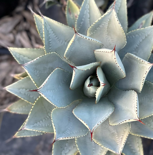 Agave pygmaea 'Dragon Toes' 3g