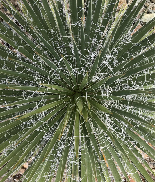 Agave x leopoldii 3g