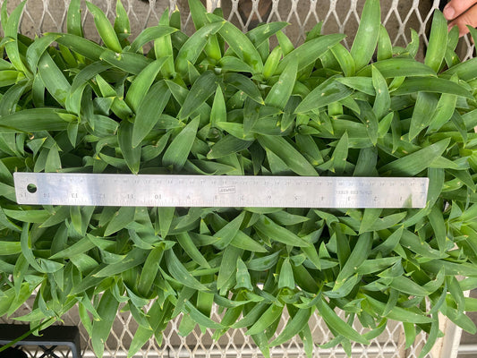 72 Cell Agave attenuata Liner Tray