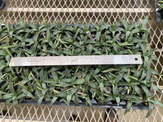 72 Cell Agave Blue Emperor Tray