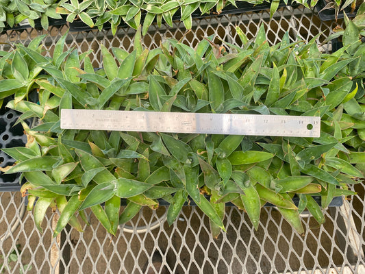 72 Cell Agave Blue Flame Liner Tray