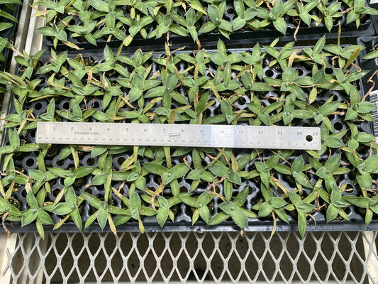 72 Cell Agave Parryi Truncata Liner Tray