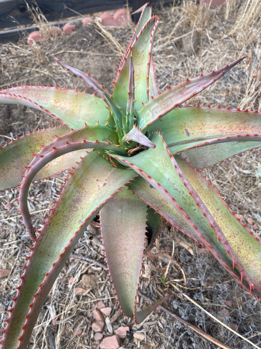 Aloe Africana 100 Seeds