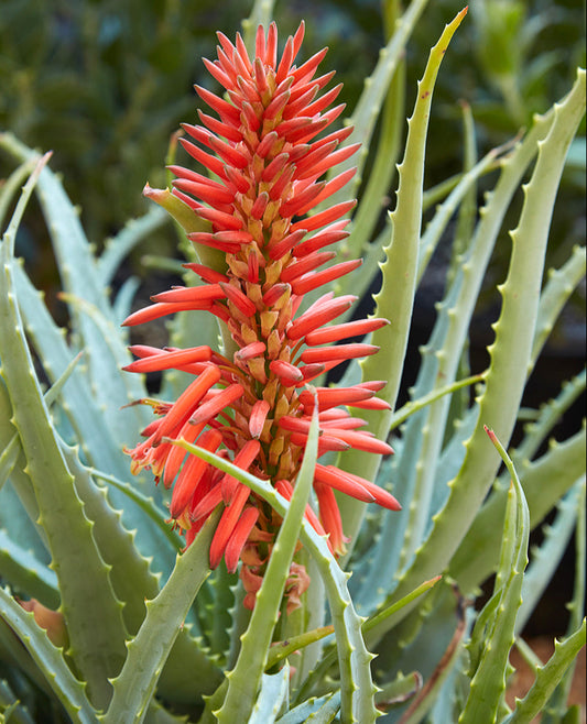 Aloe arborescens 3g