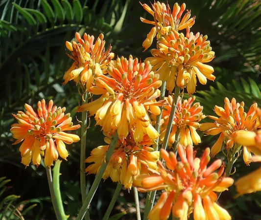 Aloe camperi 3g