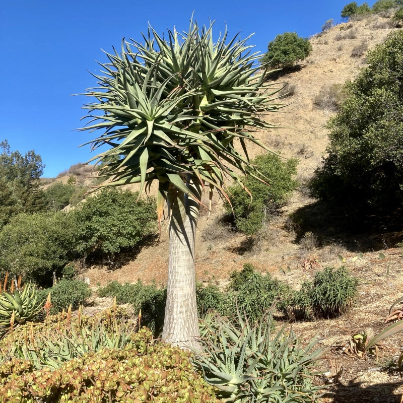 Aloe 'Hercules' 3g