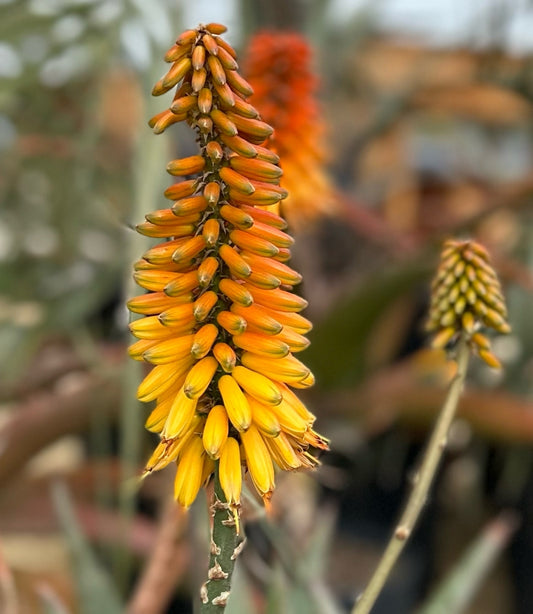 Aloe marlothii x sinkatana 3g