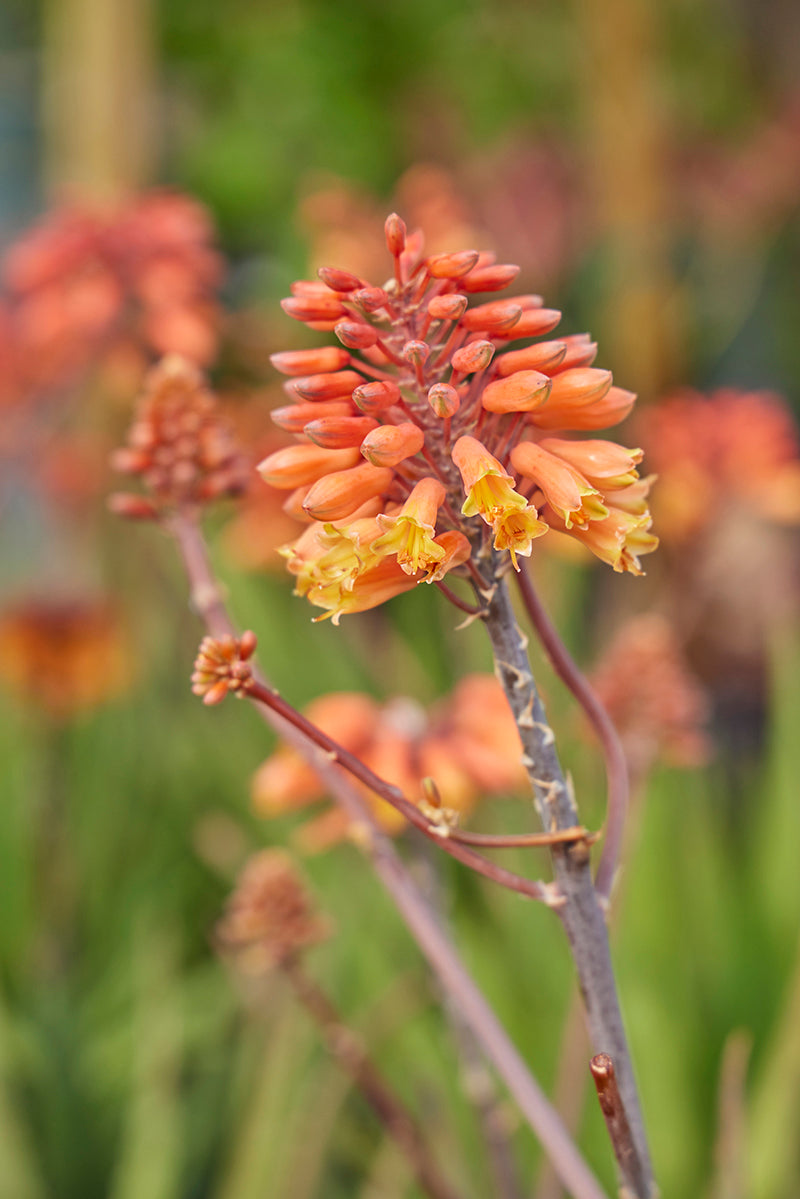 Aloe 'Rooikappie' 3g