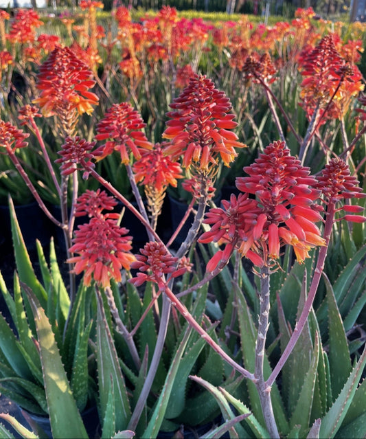 Aloe 'Rooikappie' 3g