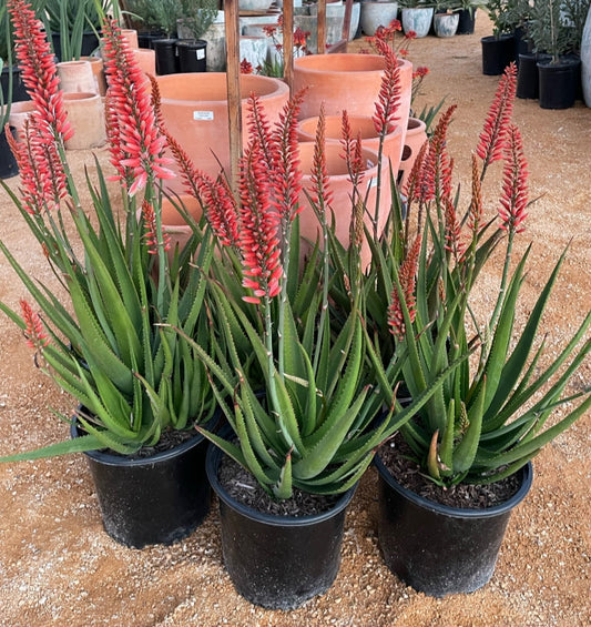 Aloe 'Safari Rose' 3g