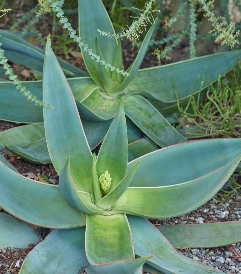 Aloe striata 3g