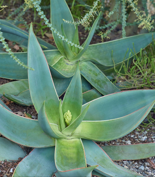 Aloe striata 3g