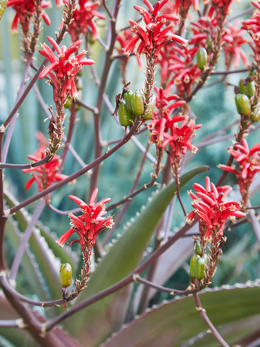 Aloe vaombe 3g