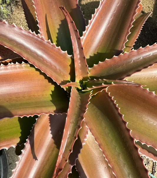 Aloe vaombe 3g