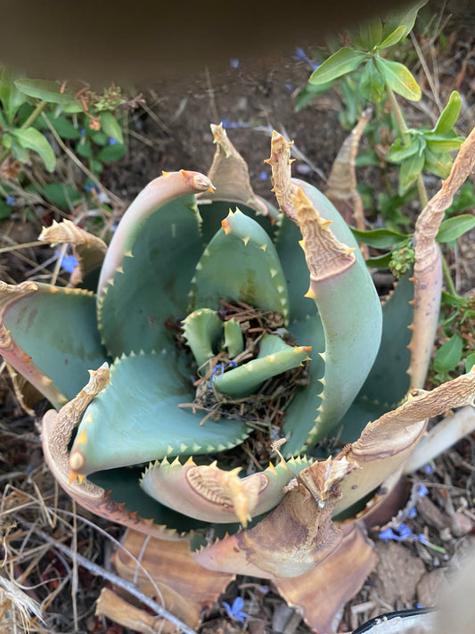 Aloe Clavifora 100 Seeds