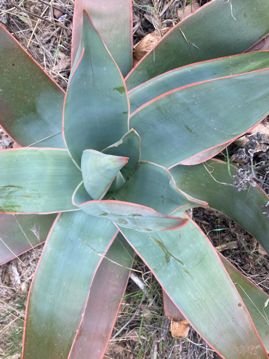 Aloe Striata 100 Seeds