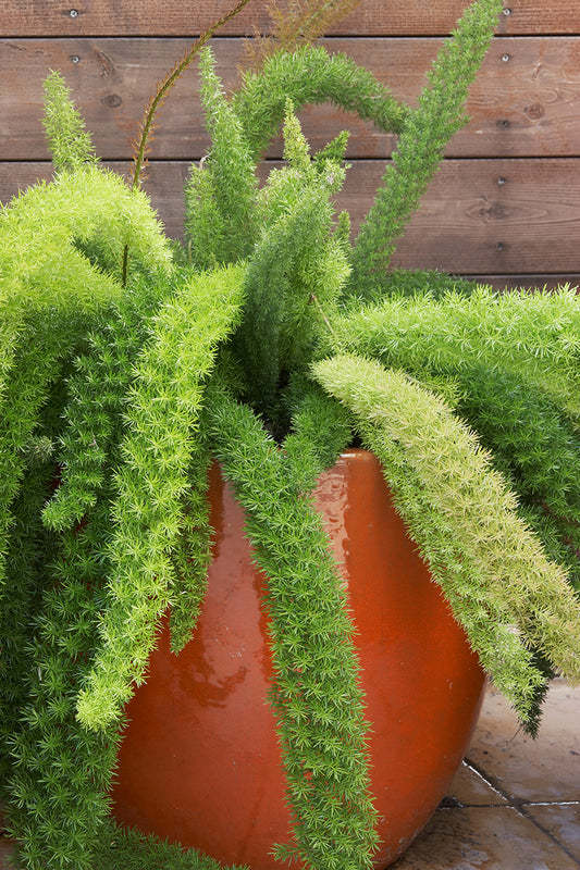 Foxtail Fern | Asparagus densiflorus 'Myers' 3g